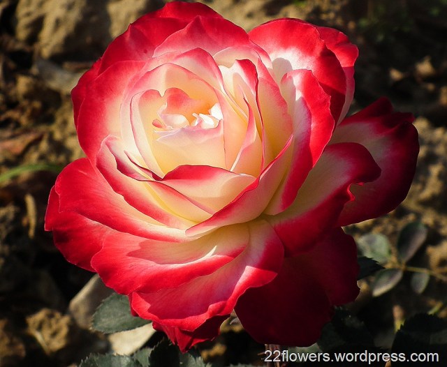 Red White Color Rose Flower