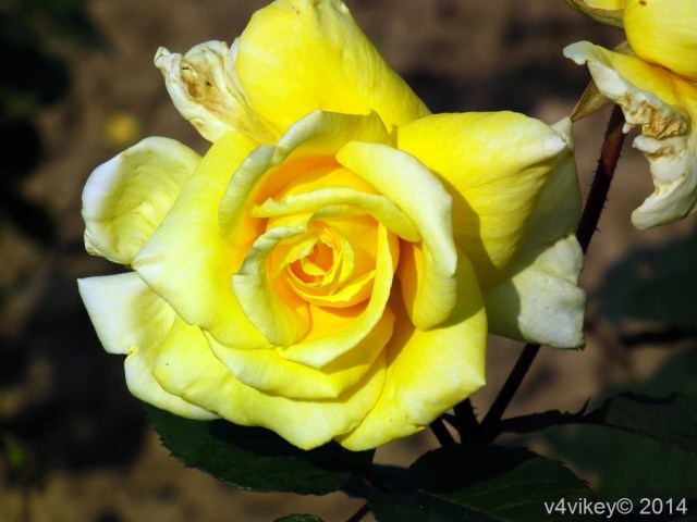 Yellow Color rose flower