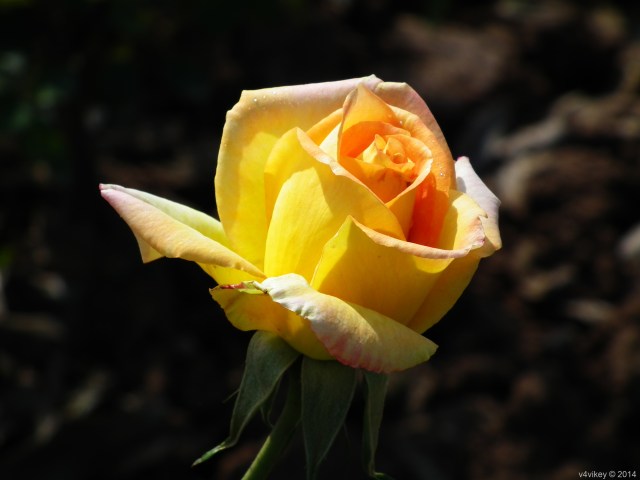 Yellow Color single Rose flower
