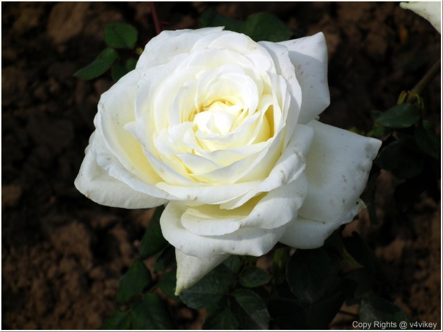 White Color Rose